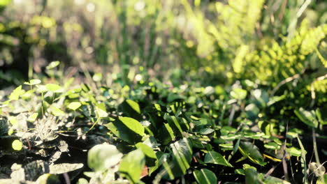 close-up-nature-view-of-grass-on-the-tropical-background