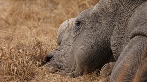 extreme closeup of dehorned white rhino sleeping in dry grass