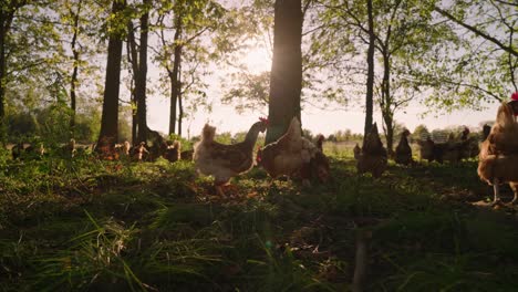flock of brown and white chickens gather and roam in woods on midwest egg farm during golden hour sunset