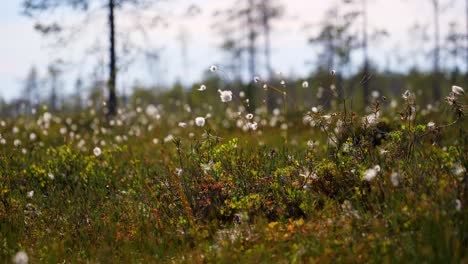 beautiful swamp scenery with cotton wool waving in a wind