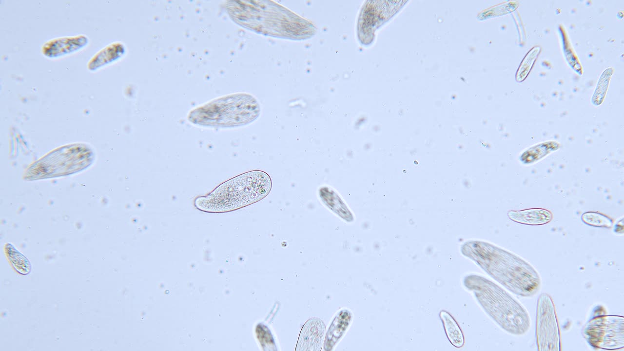 alta densidad de protozoos paramecium unicelulares bajo el microscopio