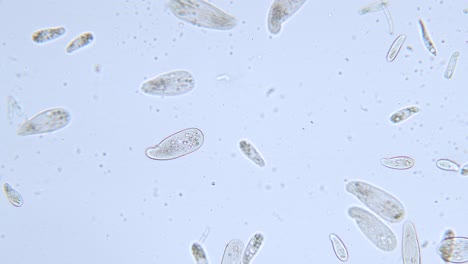 在微鏡下檢測單細胞 paramecium 原生動物的高度密度