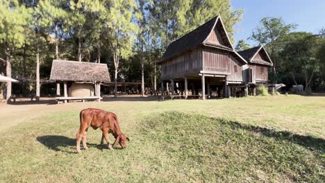 a cow grazes peacefully by a thai house