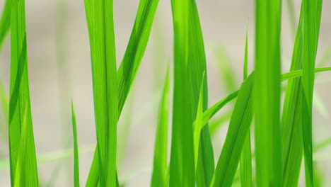 Several-blades-of-paddy-rice-plants-wavering-in-the-wind