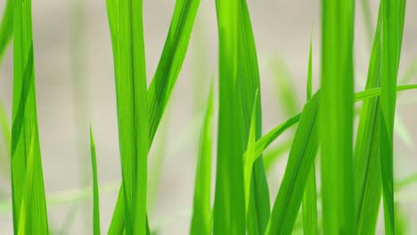 varias hojas de plantas de arroz paddy vacilando en el viento