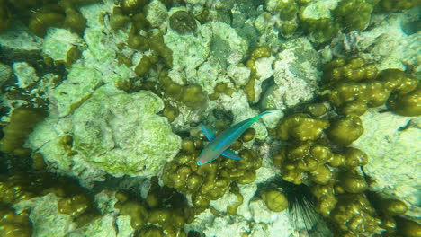 a parrot fish swims in shallow water off the tropical phi phi island, krabi province, thailand