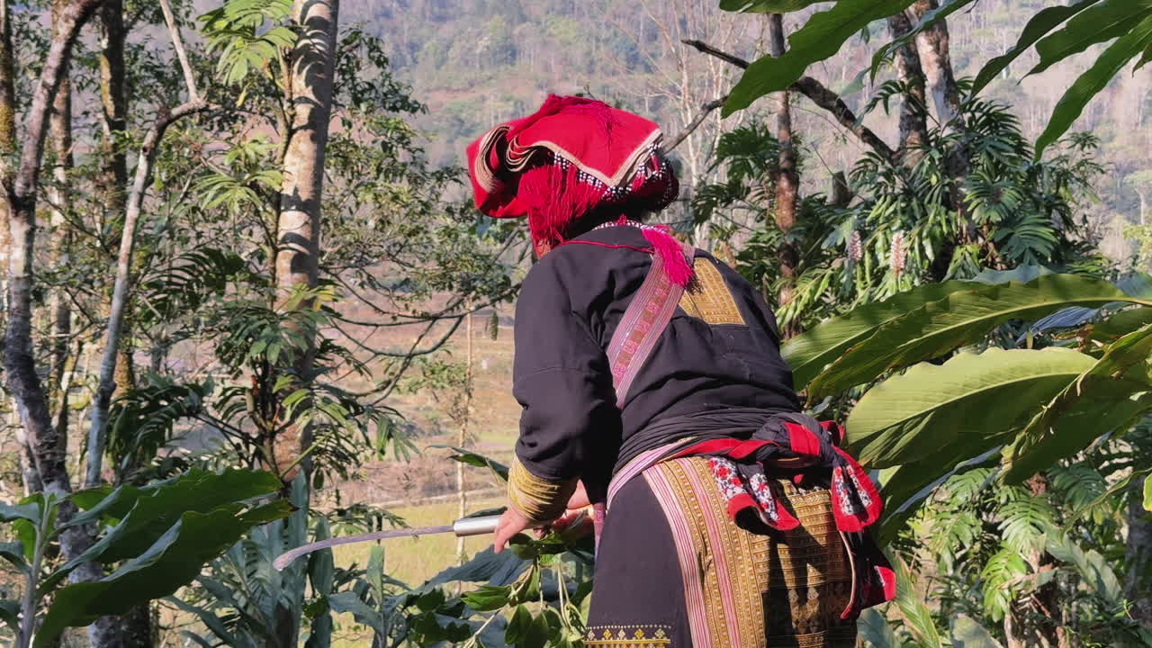 A Black Dao woman makes small bundles of herbs. A sickle hangs at her waist as she moves to another plant.