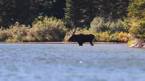Large-bull-muss-standing-in-red-rock-lake-in-Glacier-National-Park,-Montana-in-an-autumn-afternoon