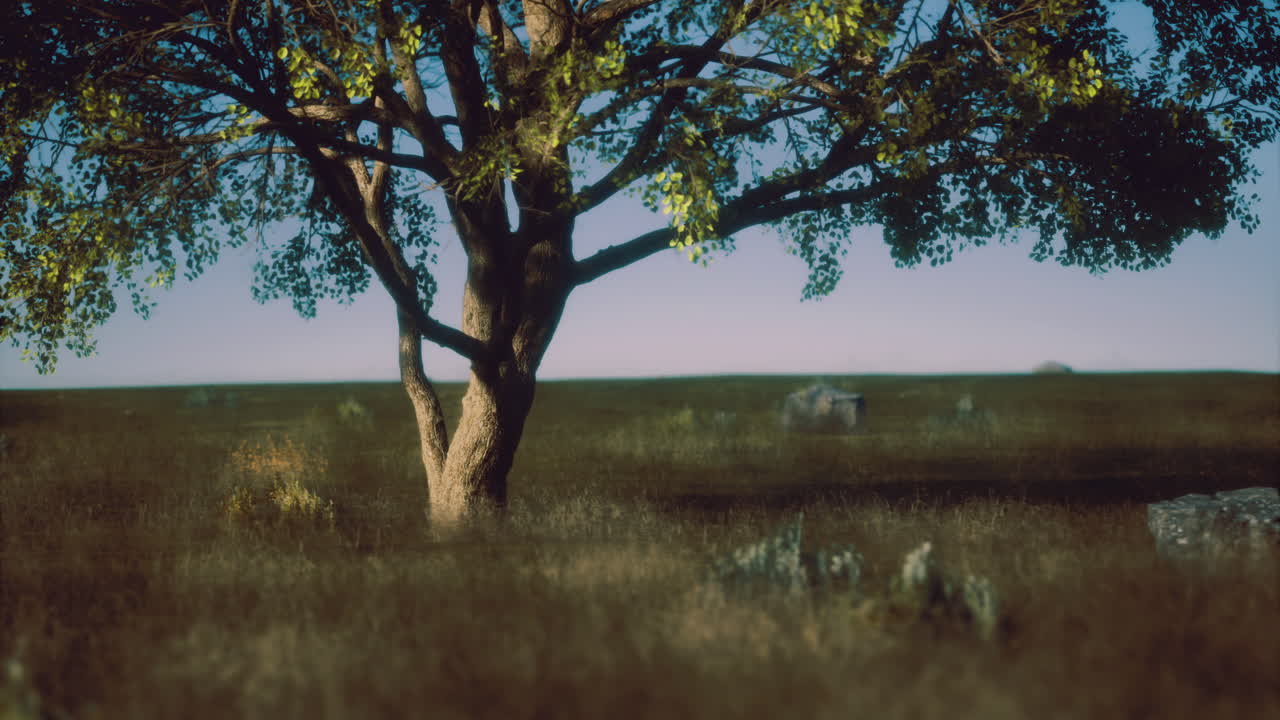 Majestic tree stands in serene field under expansive blue sky