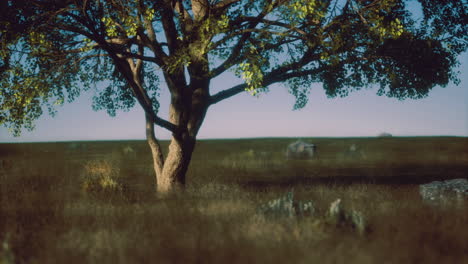 majestic tree stands in serene field under expansive blue sky