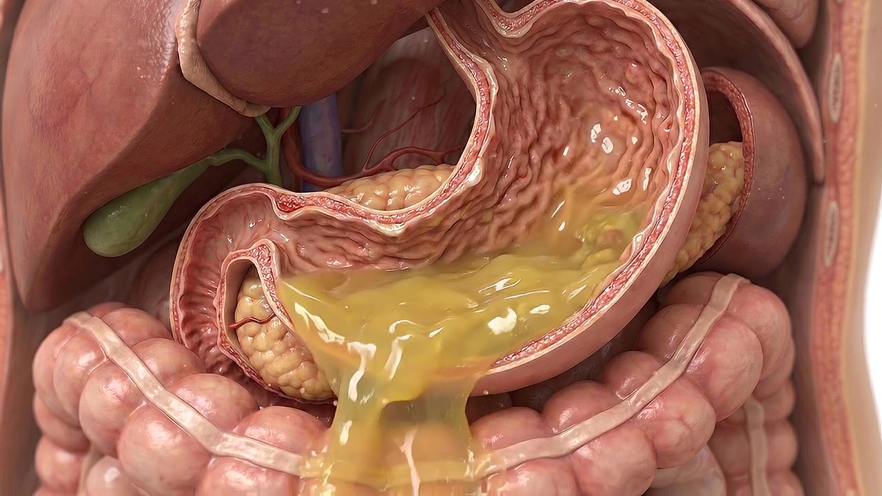 Animazione medica 3D dello svuotamento gastrico nell'intestino tenue