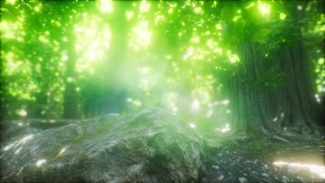 forest of beech trees illuminated by sunbeams