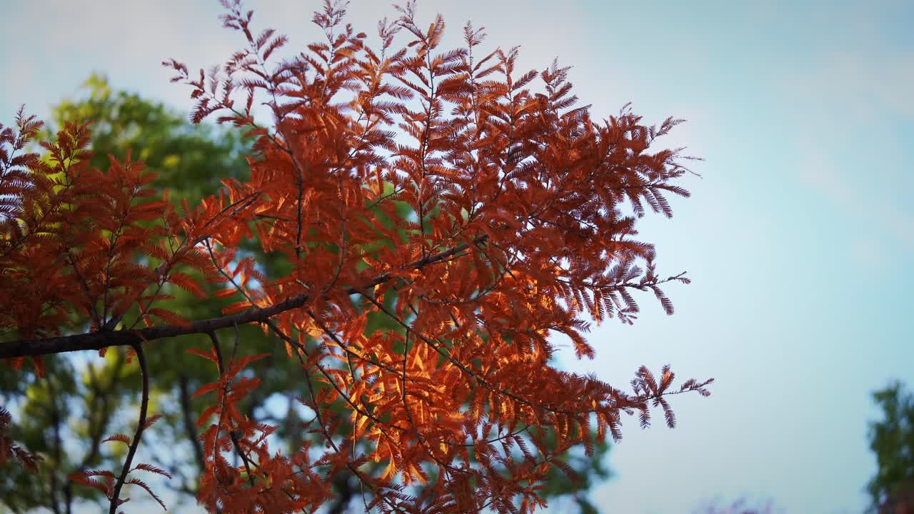 The Orange Trees with Blue Skies in the Background