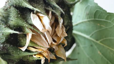 primer plano de un girasol marchitado