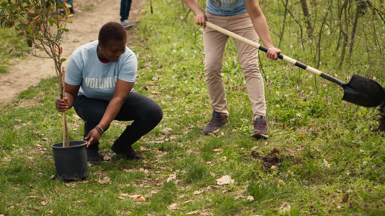 Diverse volunteers team digging holes to plant trees in the woods