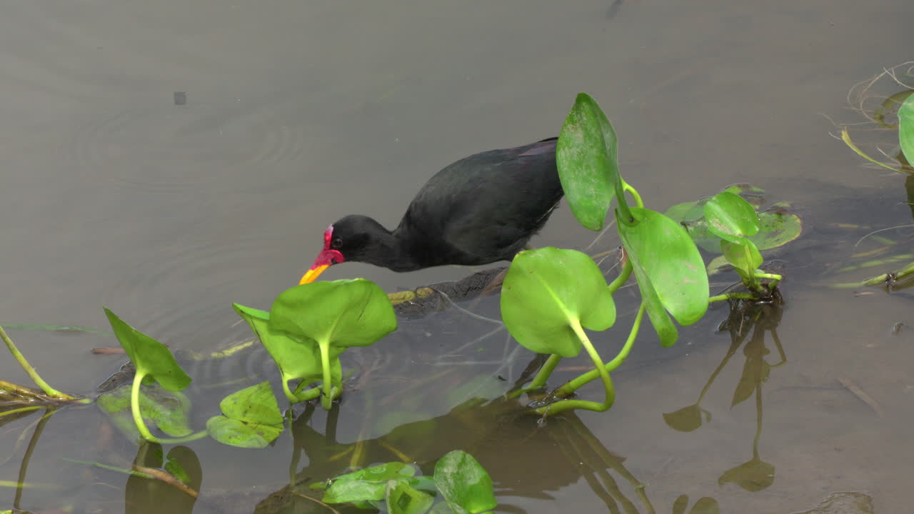 Slow motion shot of a wattled jacana hunting in the shallow water in Gatun Lake