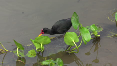 slow motion shot of a wattled jacana hunting in the shallow water in gatun lake