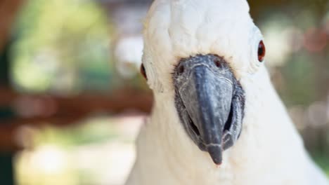 cockatoo portrait