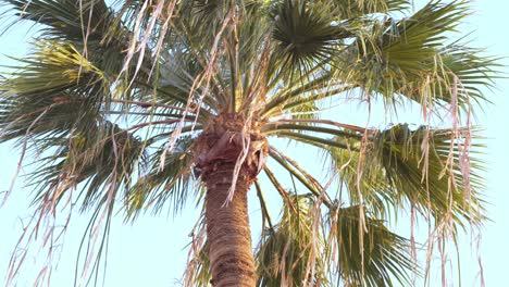 Suave-Brisa-Balanceando-Una-Palmera-Alta-En-Un-Día-Soleado