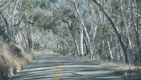 Driving-in-car-on-a-Winding-road-through-tall-tree-forest-near-the-pacific-coast-on-a-sunny-day