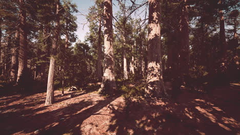 famous-Sequoia-park-and-giant-sequoia-tree-at-sunset