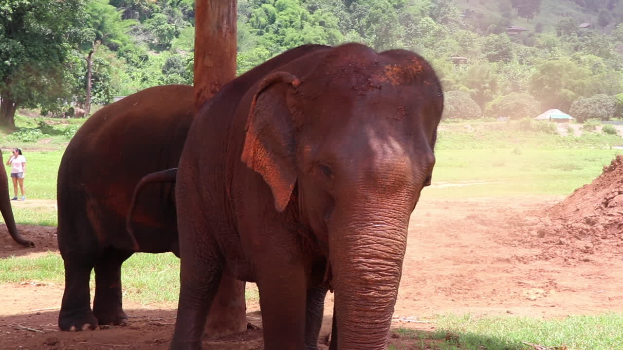 Elephants standing in the shade and walking past the camera.