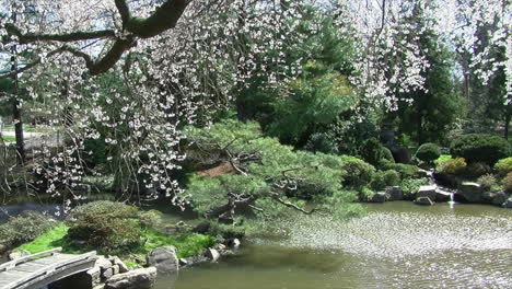 pan right to left across japanese koi pond with footbridge and waterfall