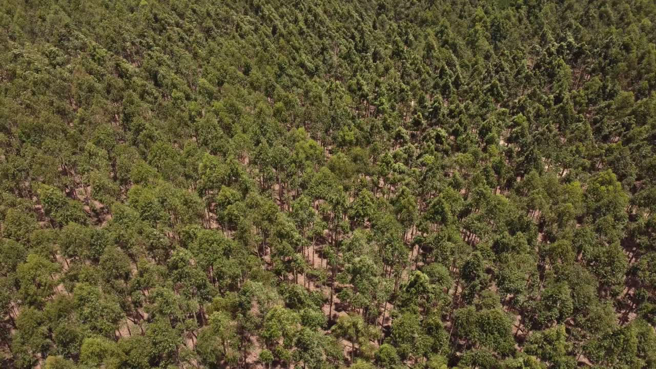 imágenes de alto drone muestran cómo el viento juega con las copas de los árboles en un bosque.