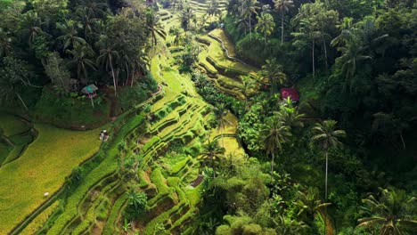 aerial drone footage of ubud rice terrace reveals the golden beauty of a sunny morning in bali as the sunlight gently illuminates the layered green fields and peaceful tropical surroundings below.