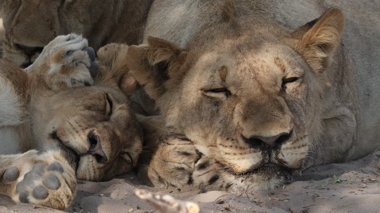 um grupo de leõesas a dormir no chão em áfrica.