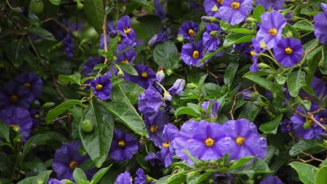 pretty violet and deep purple flowers with emerald green leaves and raindrops during a rainy day