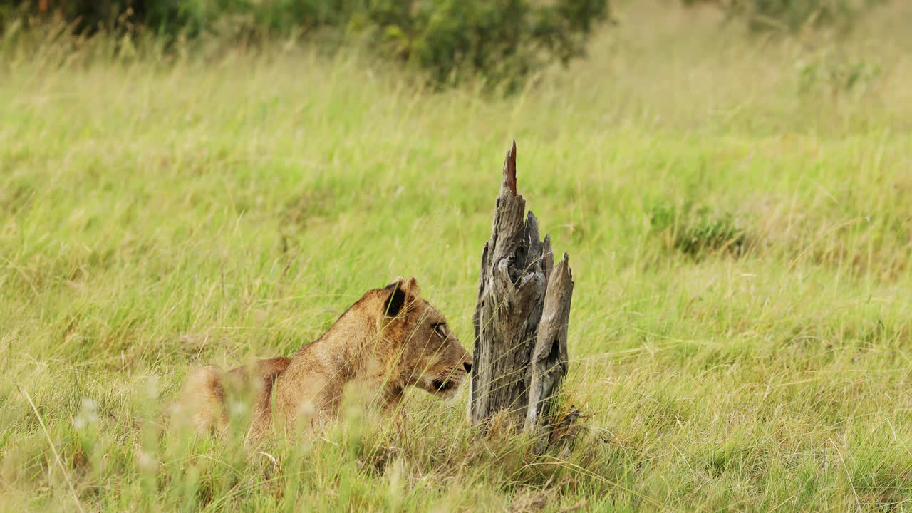 Alert adult lioness lies down in grassy field next to tree stump, Africa safari