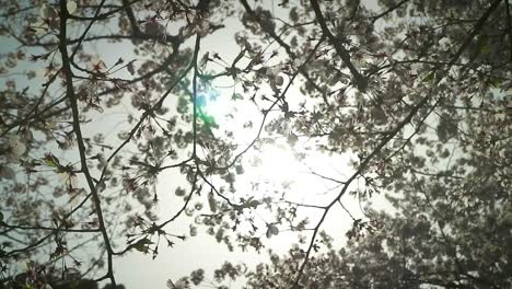 Sakura-Kirschblüte-In-Japan