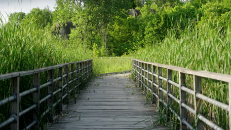 Eine-Brücke-In-Einem-Wald