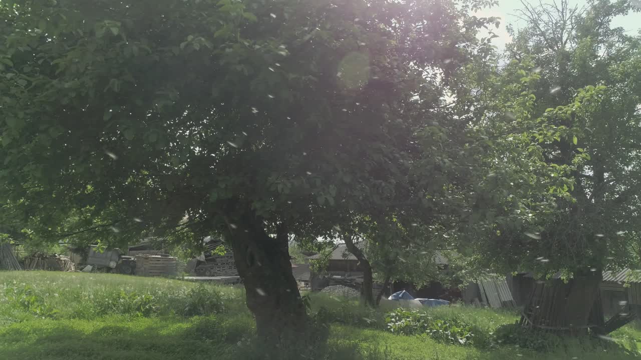 Drone shot of an old tree with whirled up dandelion in the foreground.