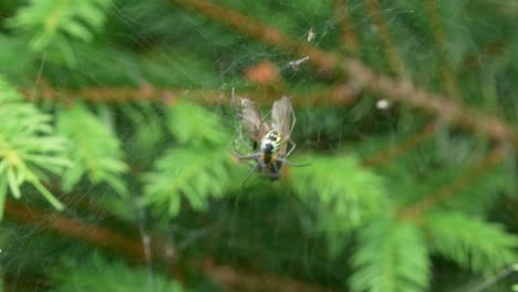 cerca de una araña alimentándose de su presa enredada