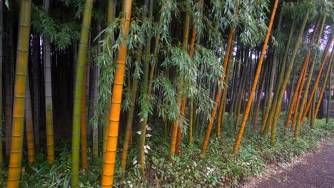 el bambú amarillo japonés se caracteriza por su dureza y su color intenso con vetas verdes