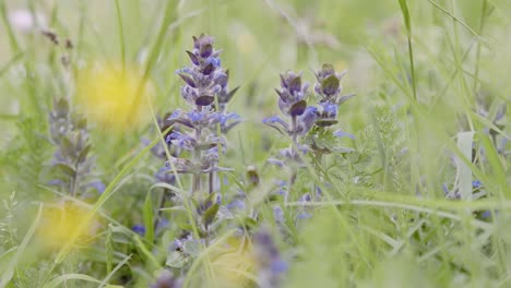 Close-up-of--purple-flowers