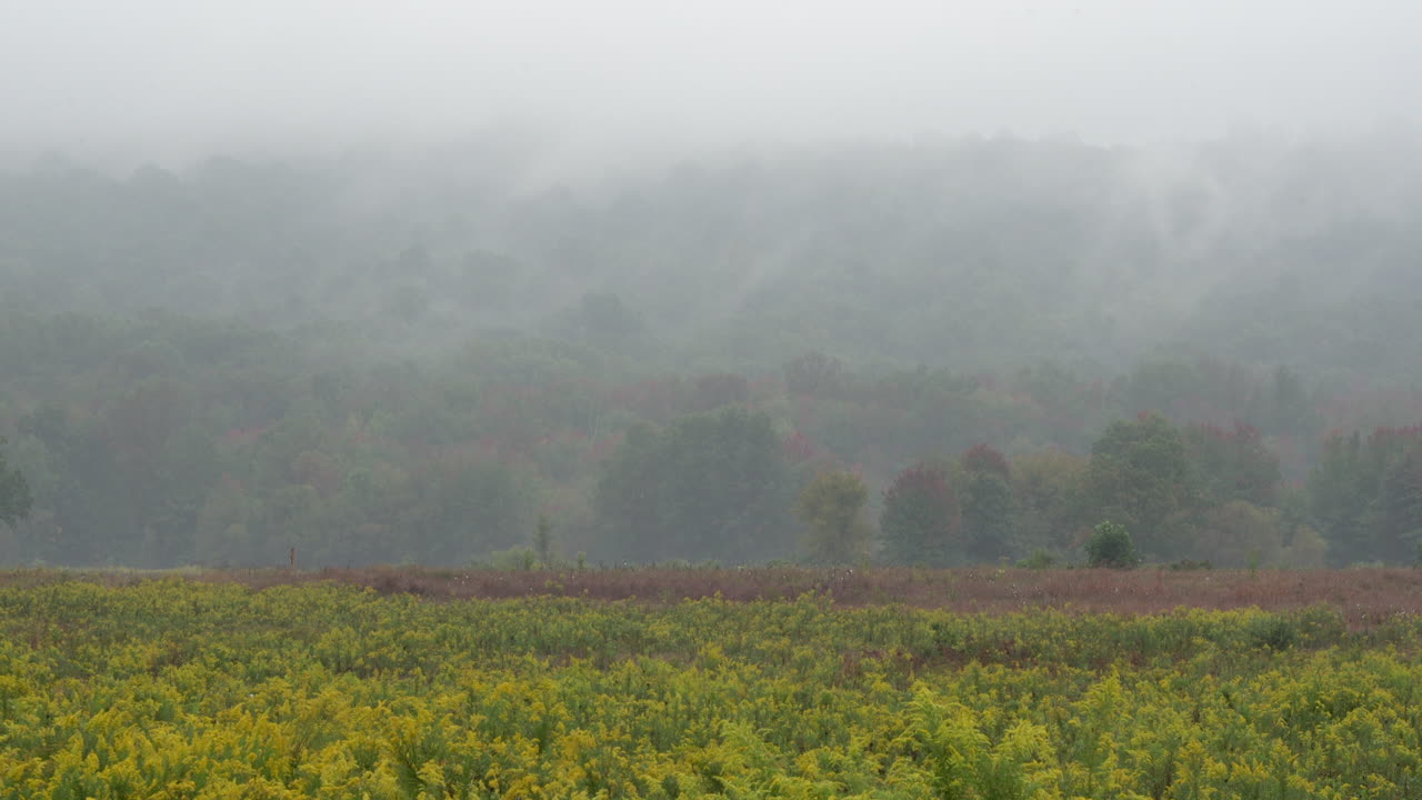광야에서 안개가 자욱한 가을 아침에 단풍의 아름다움으로 둘러싸인 꽃이 만발한 황금 막대의 들판