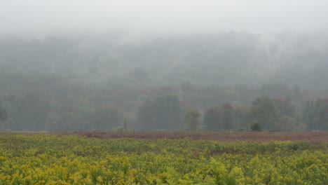 A-field-of-blooming-golden-rod-surrounded-by-the-beauty-of-the-fall-colors-on-a-foggy-autumn-morning-in-the-wilderness