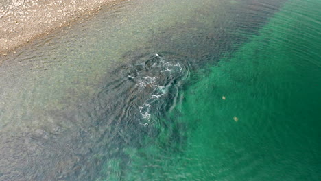 Aerial-view-showing-a-pod-of-Peale's-dolphins-also-known-as-Lagenorhynchus-australis,-swimming-and-playing-near-the-shore-in-the-South-Pacific