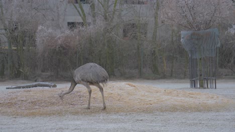 Ostrich-Grazes-for-Food-Within-Open-Planned-Wildlife-Enclosure