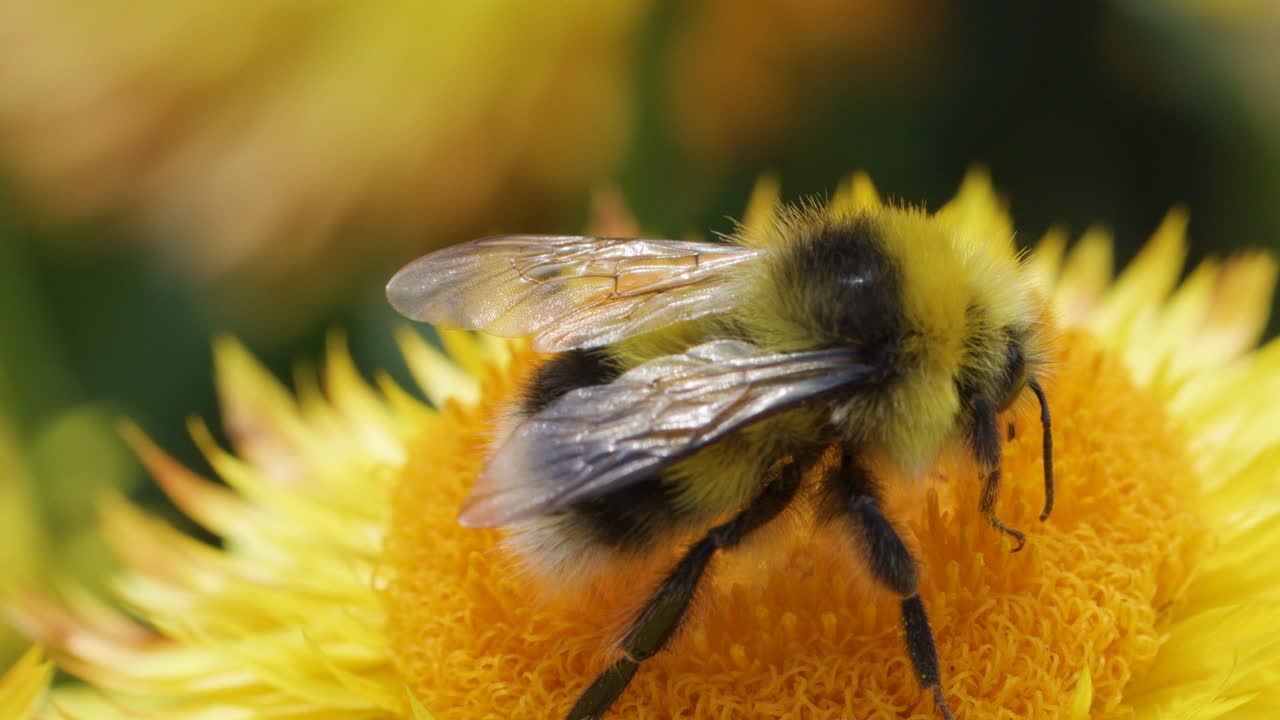 A bumblebee gathers pollen with its proboscis on a vibrant yellow flower, captured in sharp macro detail with natural daylight and shallow depth of field