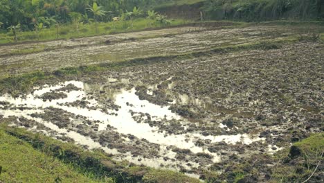 Scene-with-paddy-field-cultivation-in-rainy-day