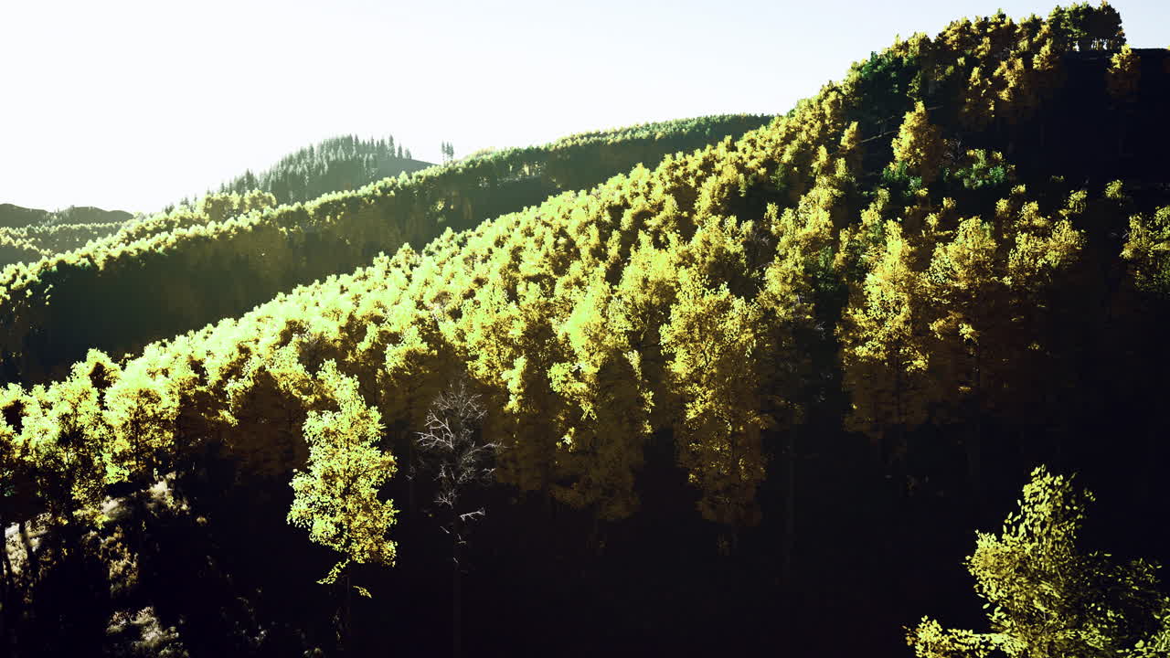 Lush green hills covered in vibrant foliage during golden hour