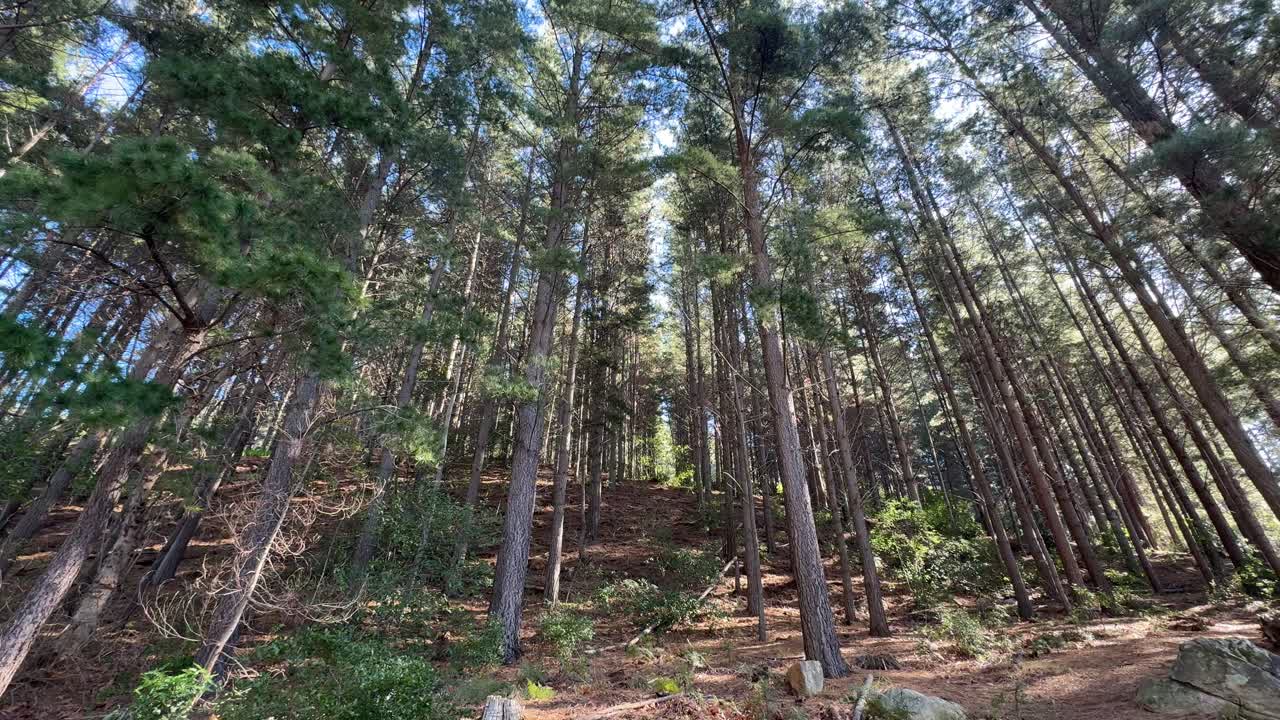 Wide shot of tall Pine Trees in a forest, near Cape Town