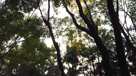 el dosel del bosque
