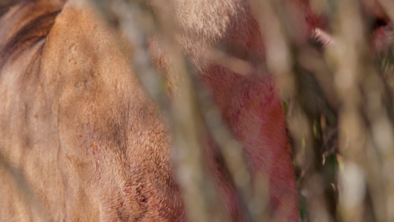 Close up of a lioness' head starring into the camera while feeding