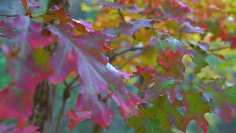 a rack focus of some leaves in fall