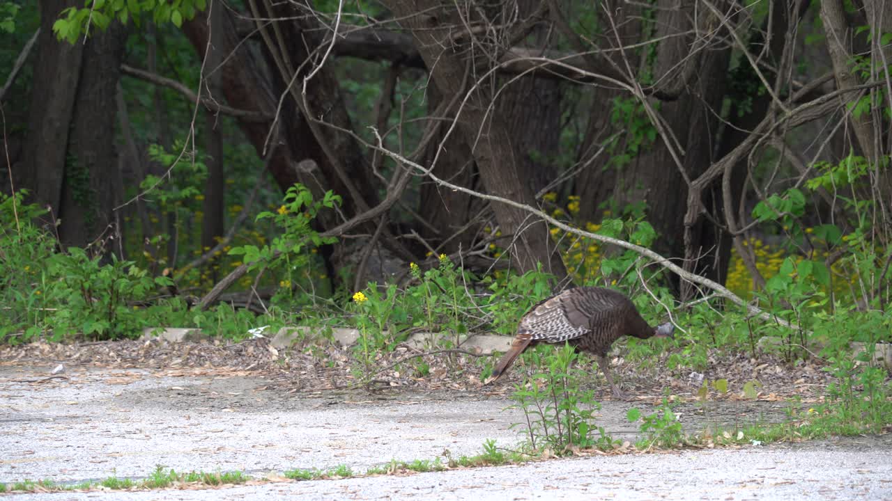 pavo salvaje picoteando el suelo y caminando hacia el bosque
